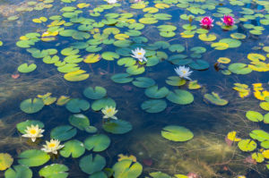 Water lily pond in summer, Mörbisch am See, Burgenland, Austria Water lily pond in summer, Mörbisch am See, Burgenland, Austria